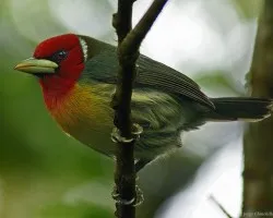 el machillo Barbet