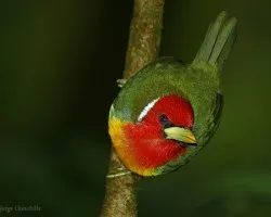 El Machillo Barbet
