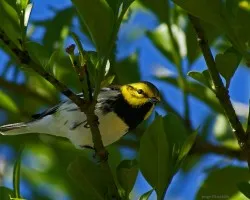 cazadorcita