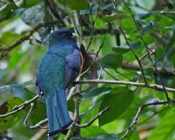 trogon