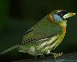 La Cocora que da la hora!!!