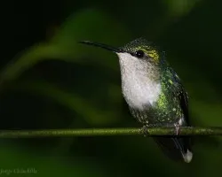 mini colibri