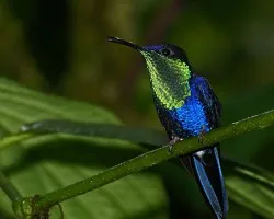 y quien dijo azul 2