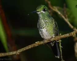 Heliodoxa jacula