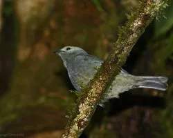 pajarito cenizo