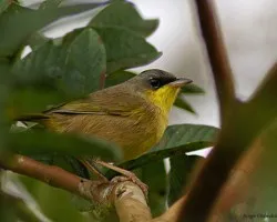 pajarito 