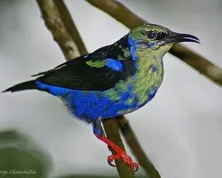 jóven mielerito azul
