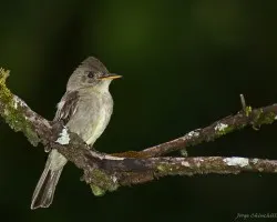 Contopus cinereus