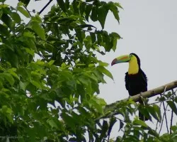 Ramphastos sulfuratus