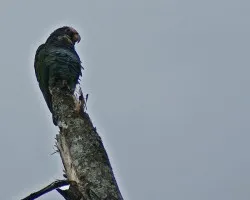 loro raro
