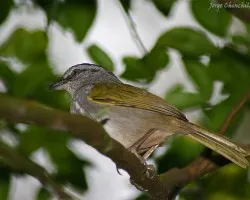 pajarito dif?cil