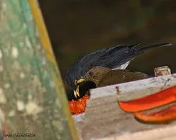 ser? white throated robin??