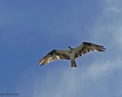 me parece un ?guila???