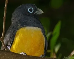 Trogon melanocephalus