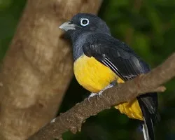 trogon de lado...