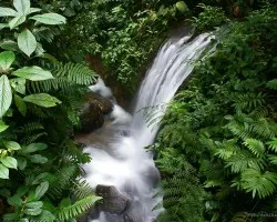 cataratita en Bosques de Chachagua
