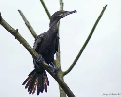 pato???