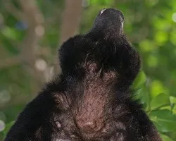 el grito....