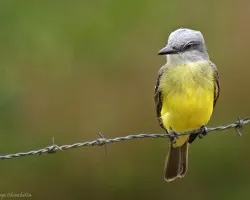 tyrannus cabezón.
