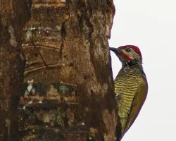 Golden-olive Woodpecker