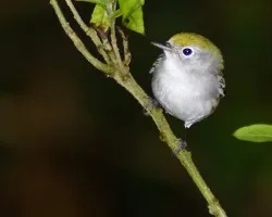 diminuto pajarito...