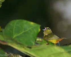 ser? Olive-backed Euphonia??