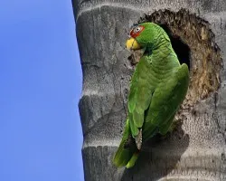 Lorita copete blanco (White-fronted Parrot-Amazona albifrons)
