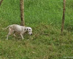 pobre perro