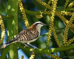 chico piojo (Rufous-naped Wren -Campylorhynchus rufinucha)