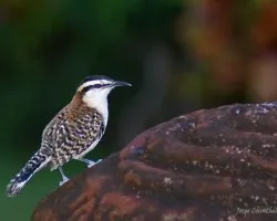 chico piojo (Rufous-naped Wren -Campylorhynchus rufinucha)