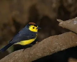 Myioborus torquatus
