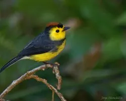 Myioborus torquatus