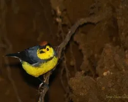 Habitat destruido