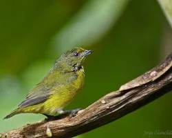 guap?sima chiquilla   (Yelow-Crowned Euphonia)