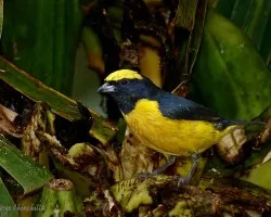 El gal?n (Yelow-Crowned Euphonia)