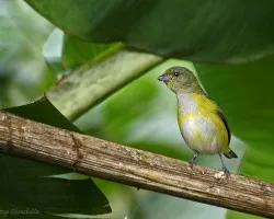 El juvenil agu?o (Yelow-Crowned Euphonia)
