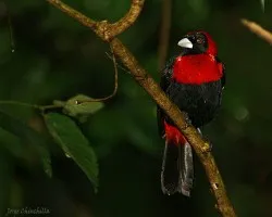 El Rey del Sargento (Crimson-collared Tanager)