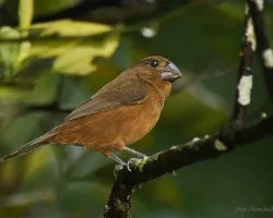 Cafecito inquieto...!!!! (Nicaraguan Seed-Finch)