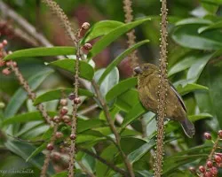 Thick-billed Seed-Finch