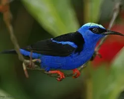 mielerito en puas (Red-legged Honeycreeper)
