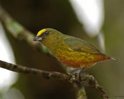 pajarito loco. (Olive-backed Euphonia)