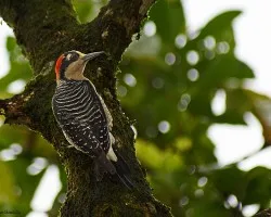 Black-cheeked Woodpecker
