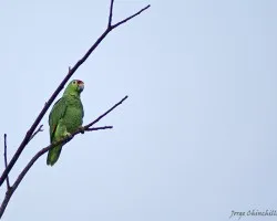 Lorita copete rojo (Red-lored Parrot)