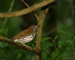 otro pajarito dificil (Hylocichla mustelina)