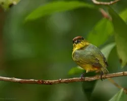 Olive-backed Euphonia hembra