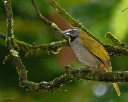 desconfiado (Buff-throated Saltator)
