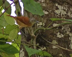Ser? Barred Antshrike hembra