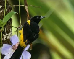 Black-cowled Oriole