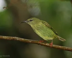 Mielerita patirroja  (Red-legged Honeycreeper ---Cyanerpes cyaneus )