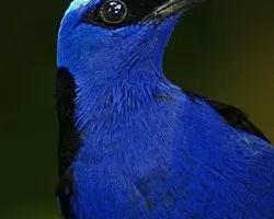 mielerito en puas (Red-legged Honeycreeper)